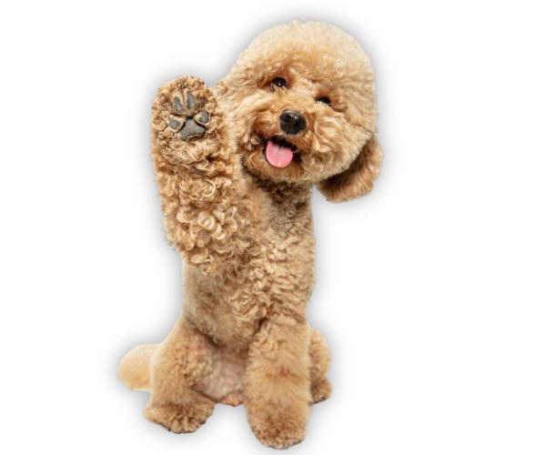 Dog grooming