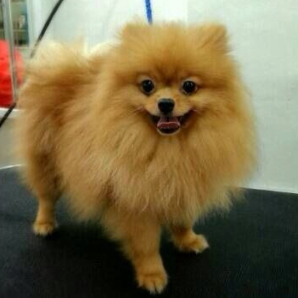 Dog before grooming