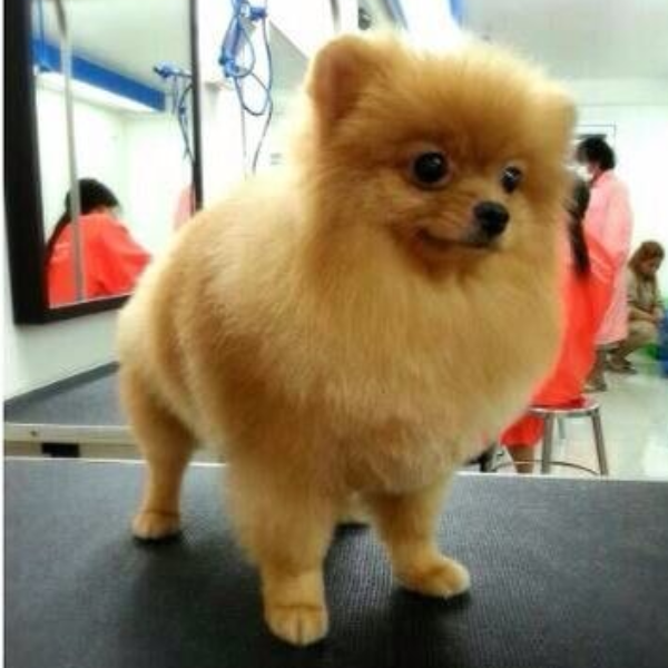 Dog after grooming