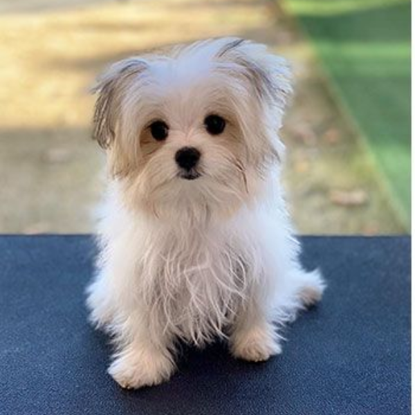 Dog before grooming