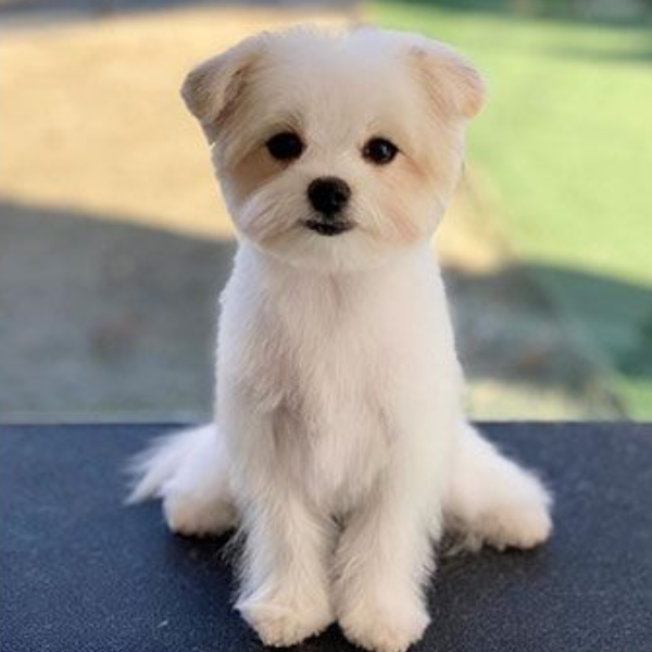 Dog after grooming