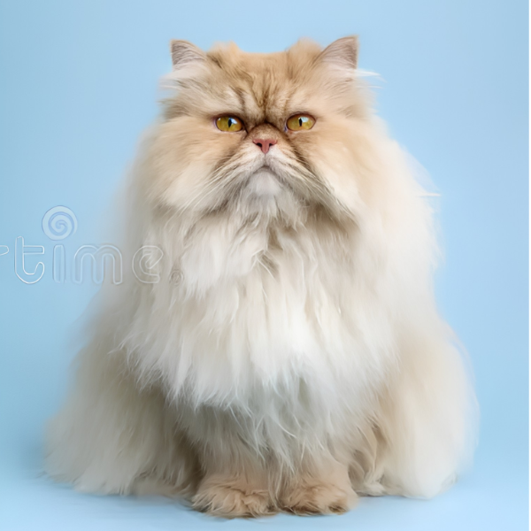 Cat after grooming